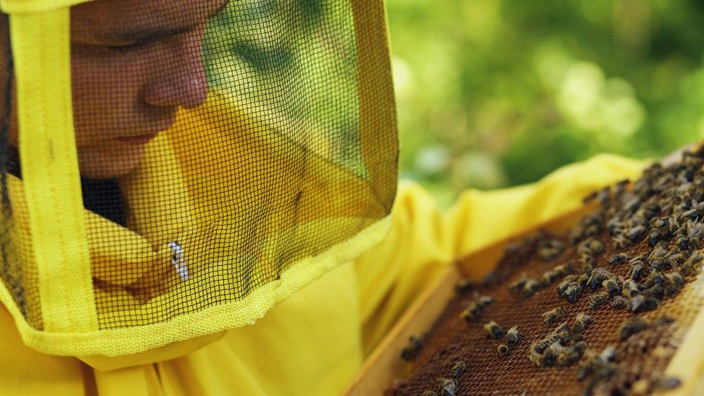 Beekeeper examining a honeycomb frame