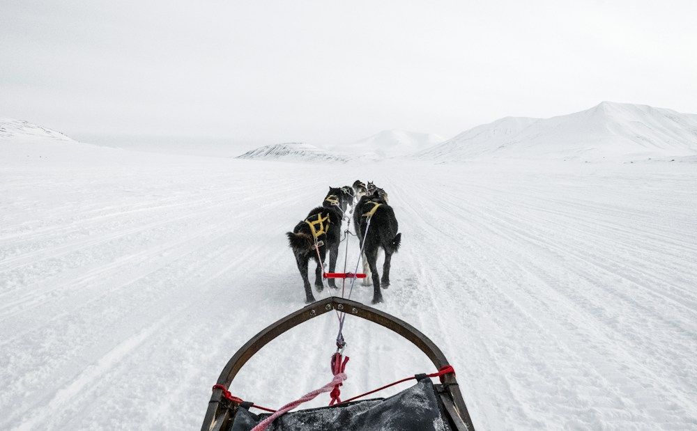 Husky team pulling a sled over snow