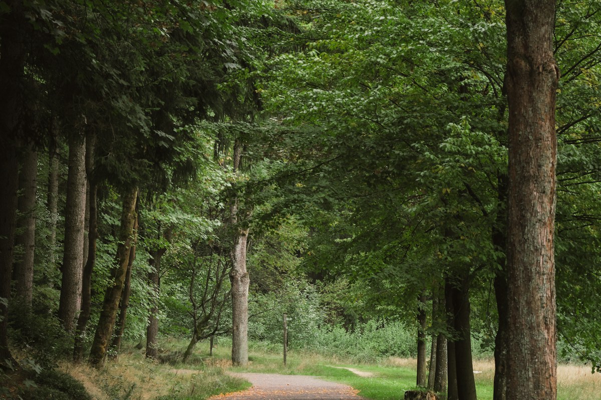 A walking trail beneath a green forest canopy